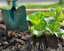 Jardinage de printemps